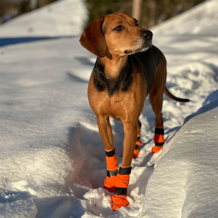 Bilde av Non-Stop Dogwear Contact Bootie Høy Hundesko 4 st (M)