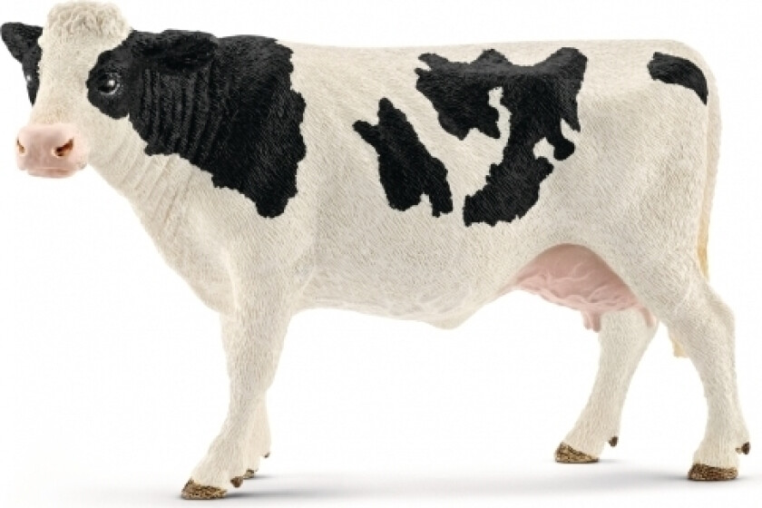 Holstein Ku