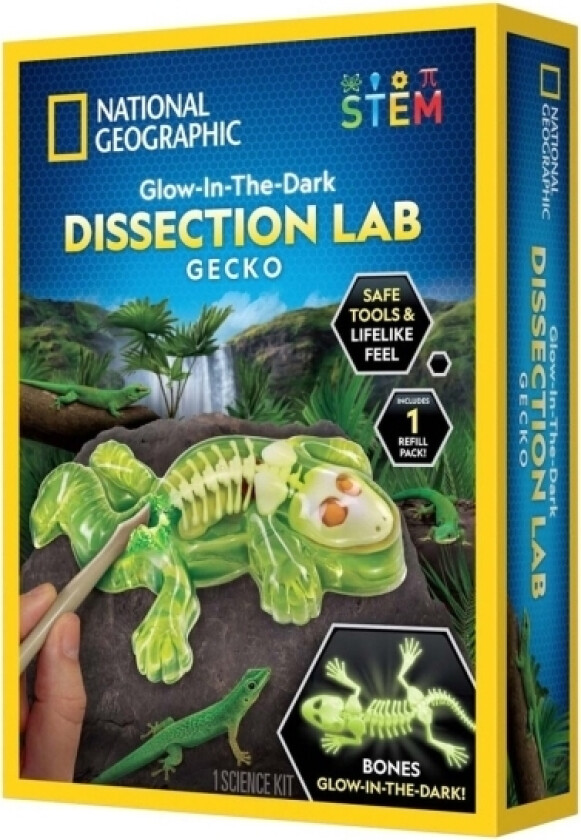 Gecko Dissection Lab