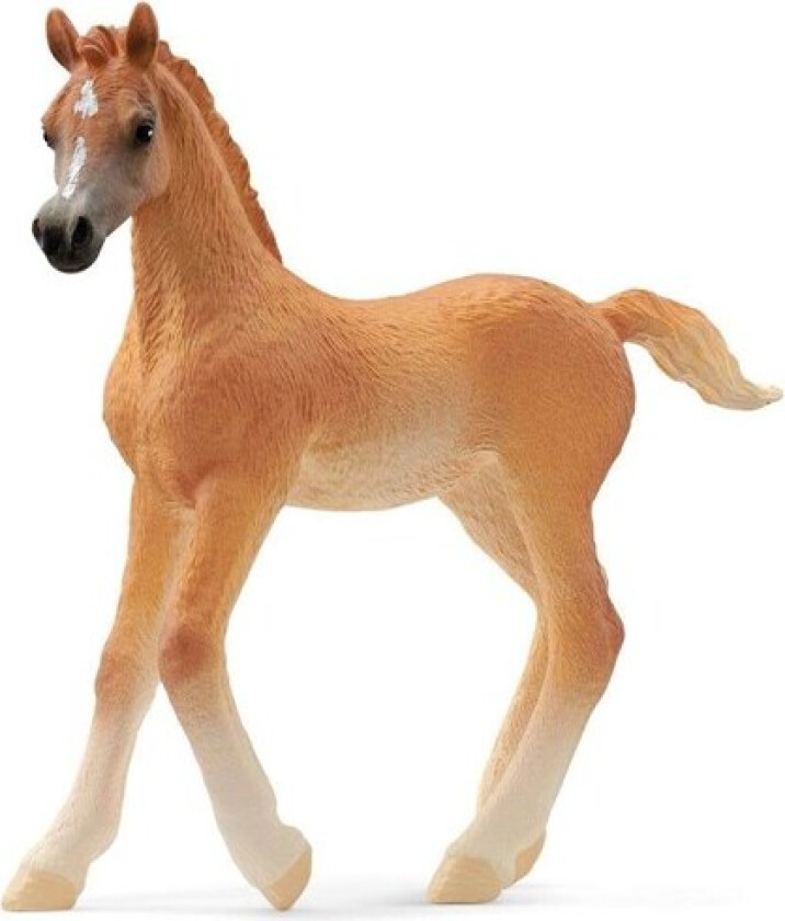 Arab foal
