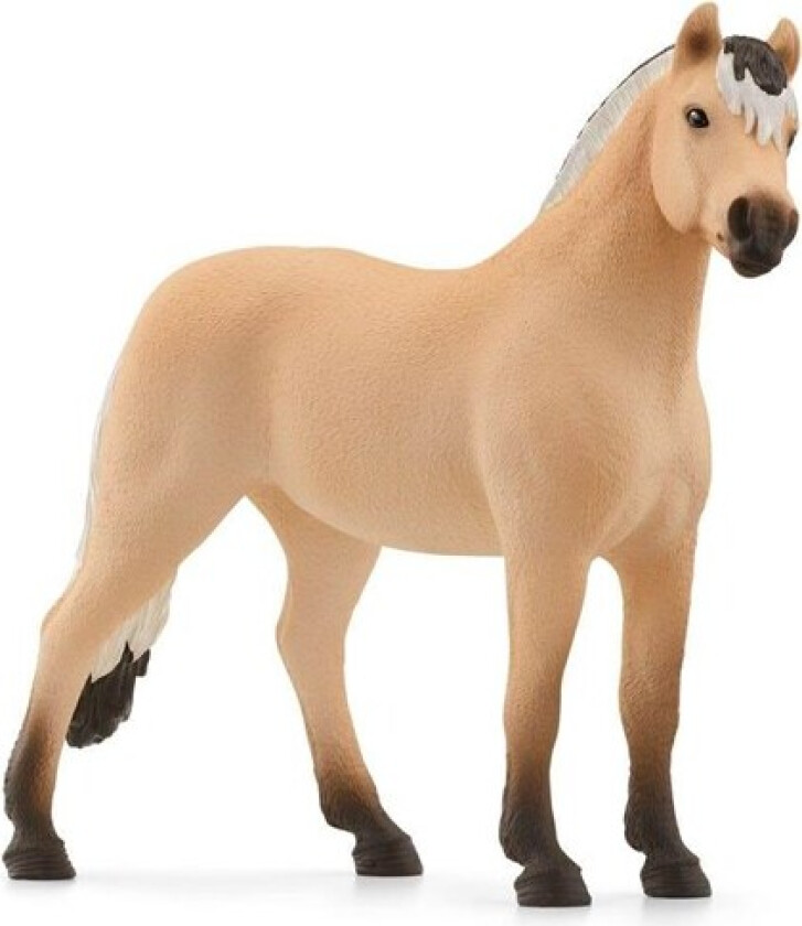 Norwegian Fjord Horse Gelding