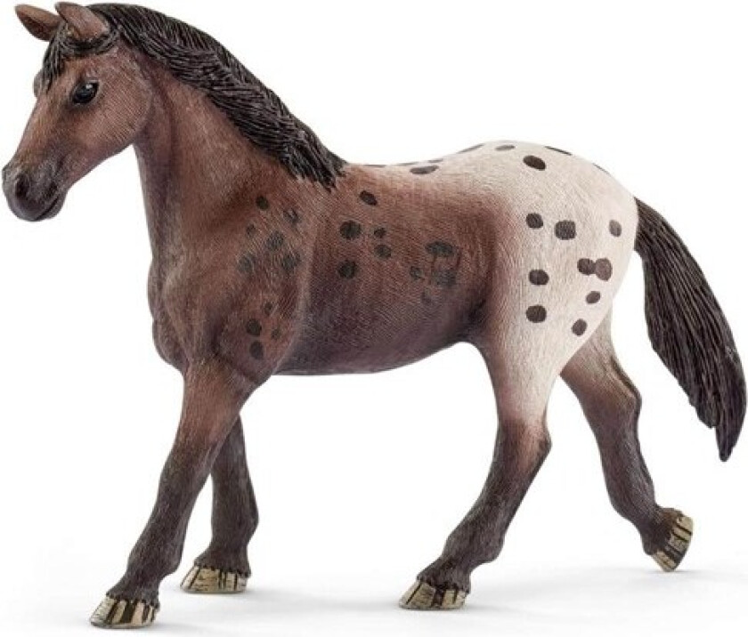 Appaloosa mare