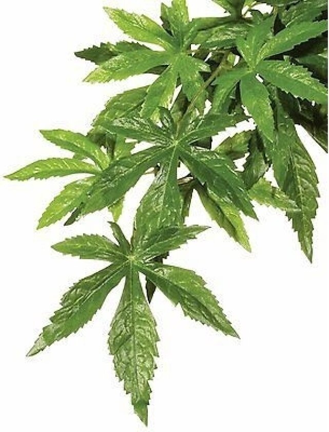 Bilde av Kunstig plante - Silk Abuliton, S