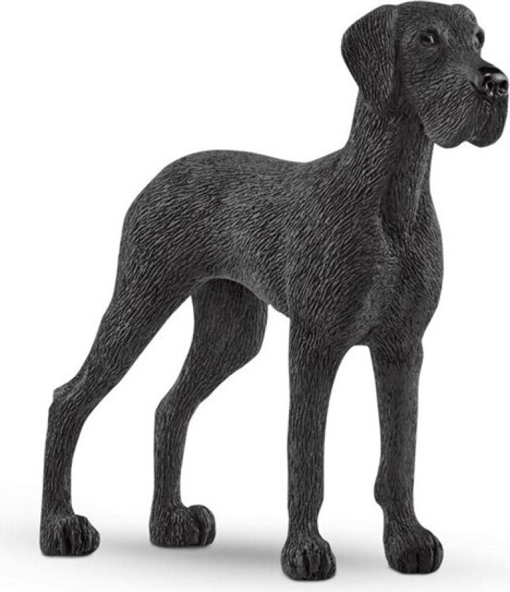 Great Dane 6.3cm