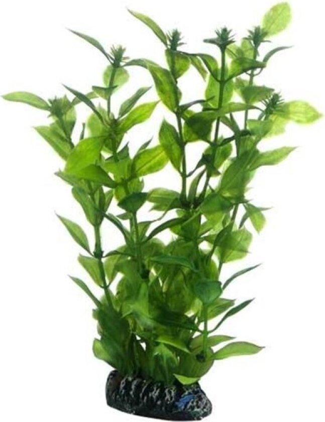 Bilde av Hygrophila 20 cm