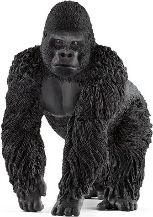 Gorilla male