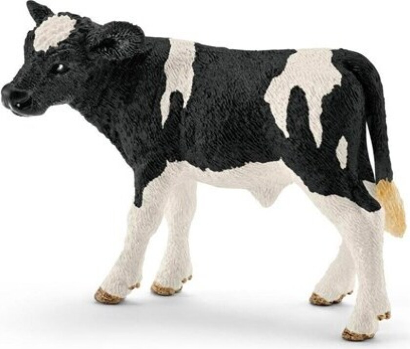Holstein calf