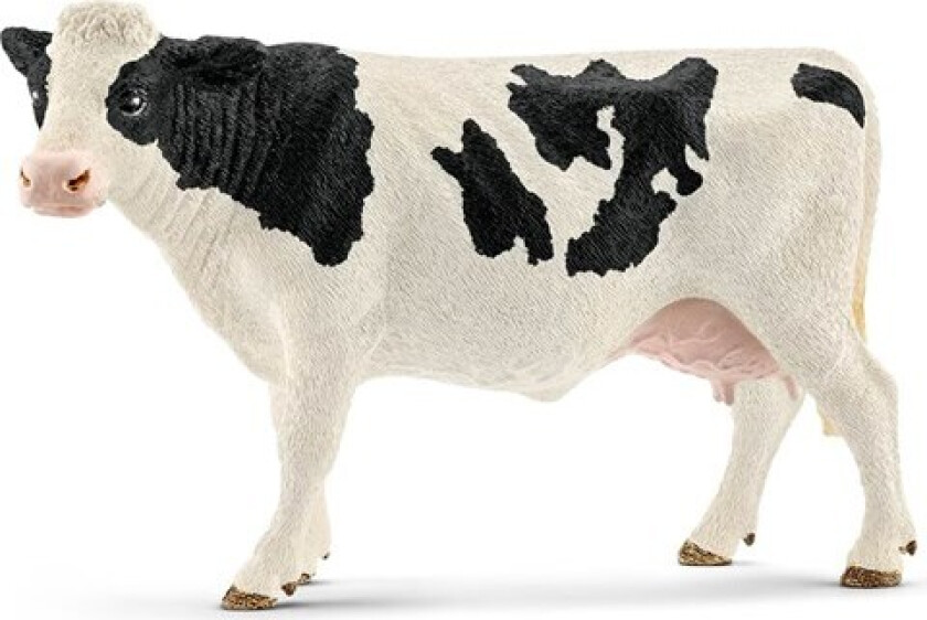 Holstein Cow