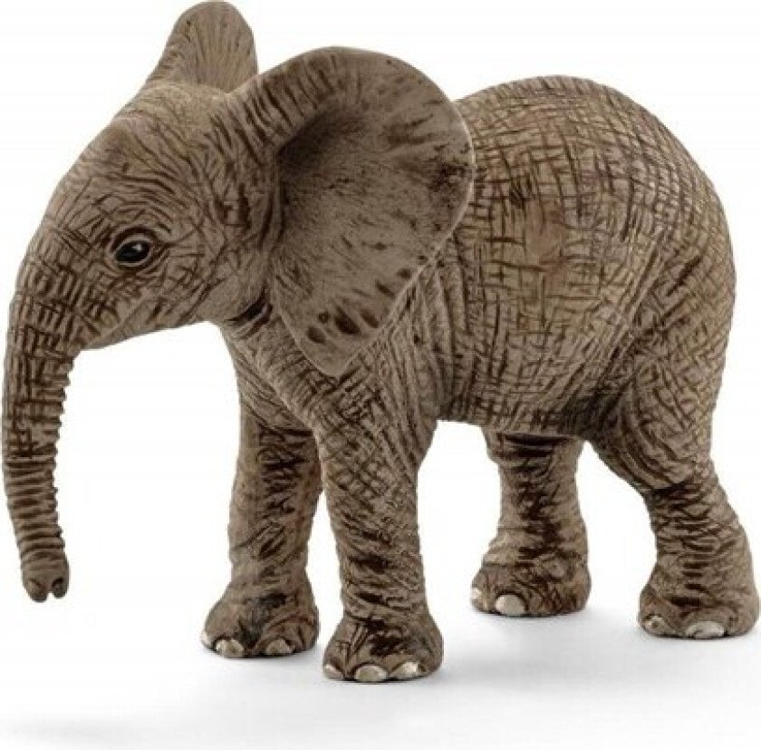 African elephant calf