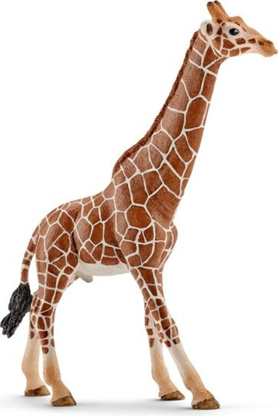 Giraffe male