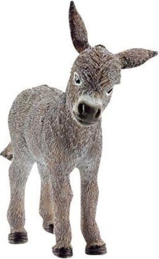 Donkey foal