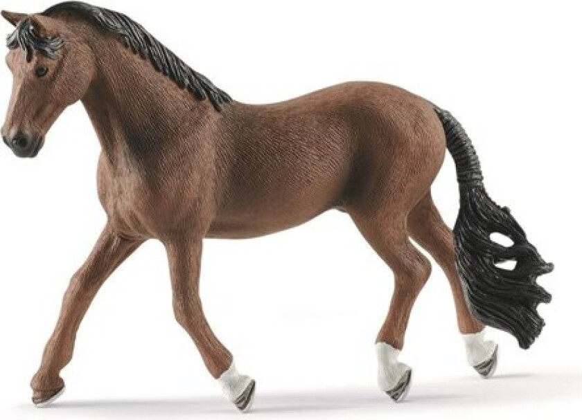 Bilde av Trakehner gelding