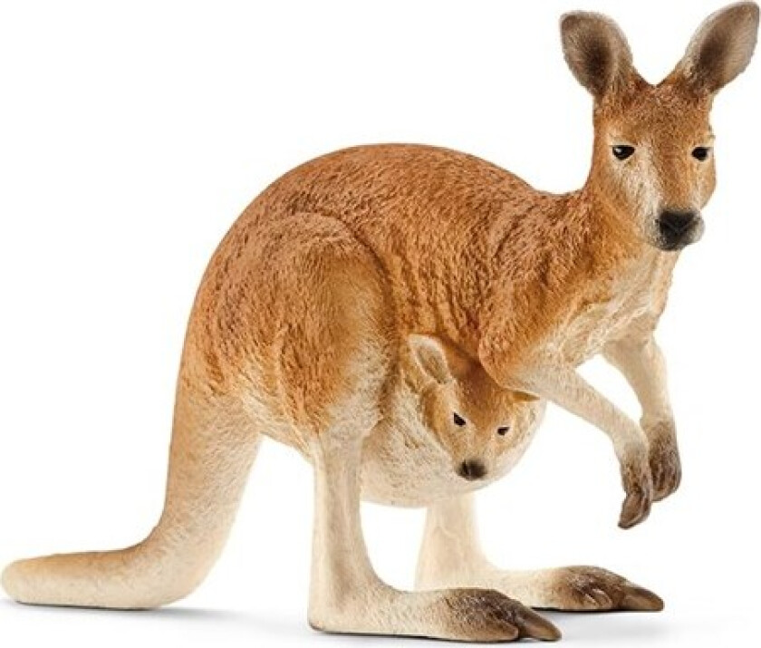 Kangaroo