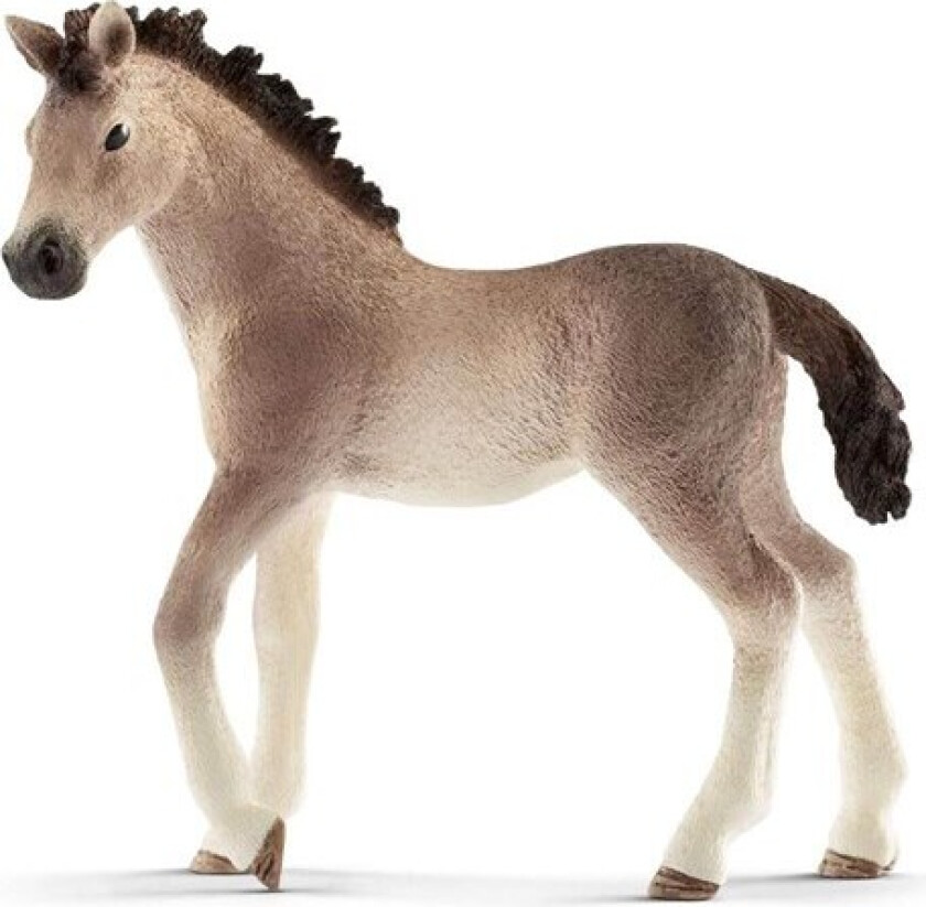 Andalusian foal