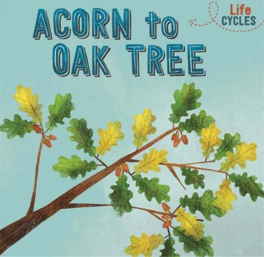 Life Cycles: Acorn to Oak Tree av Rachel Tonkin