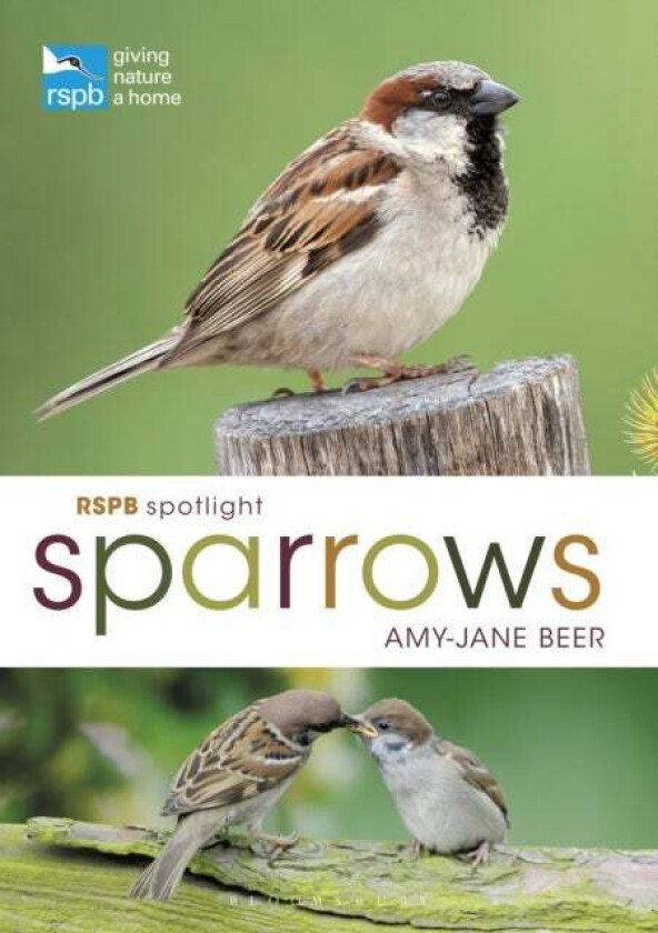 RSPB Spotlight Sparrows av Amy-Jane Beer