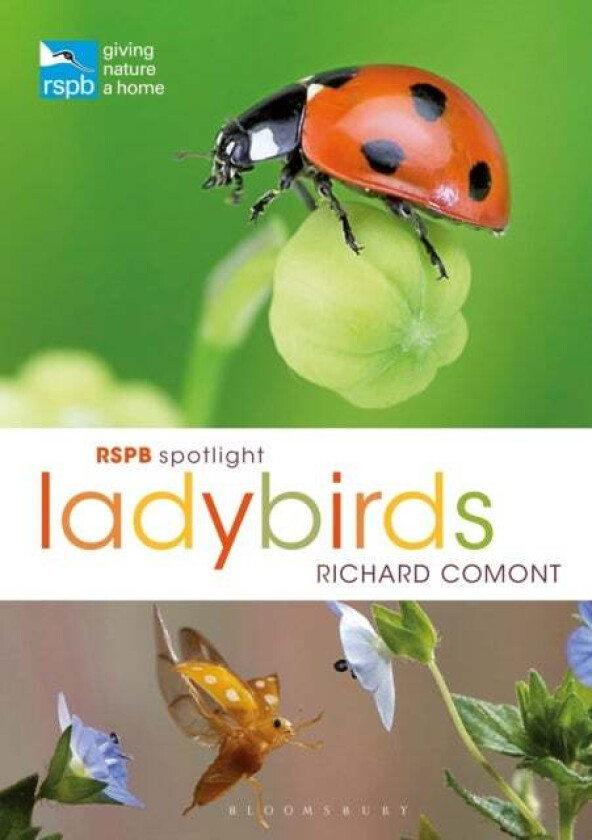 RSPB Spotlight Ladybirds av Richard Comont