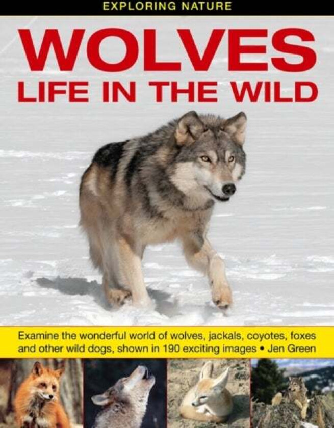 Exploring Nature: Wolves - Life in the Wild av Dr Jen Green