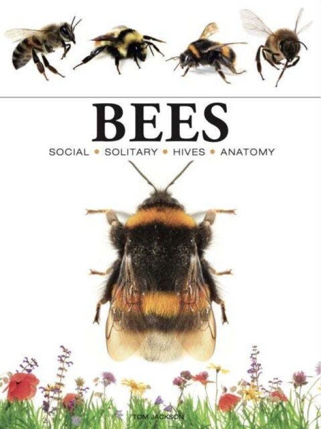 Bees av Tom Jackson