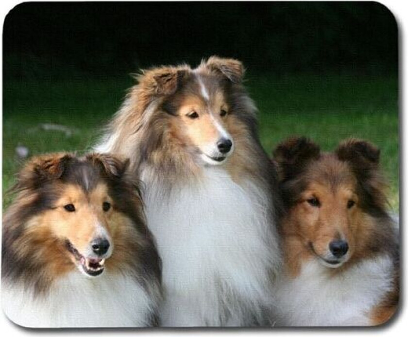 Shetland Sheepdogs Musematte