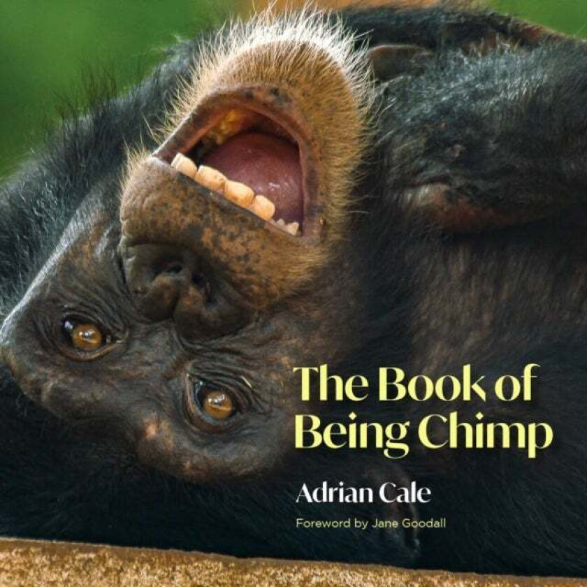 The Book of Being Chimp av Adrian Cale