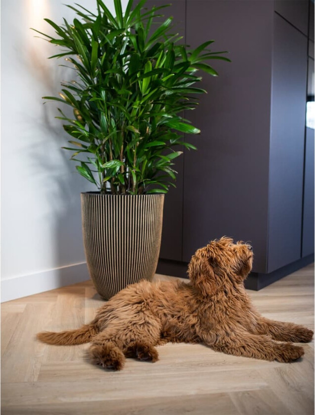 Vase elegant Groove 46x58 cm svart og gull