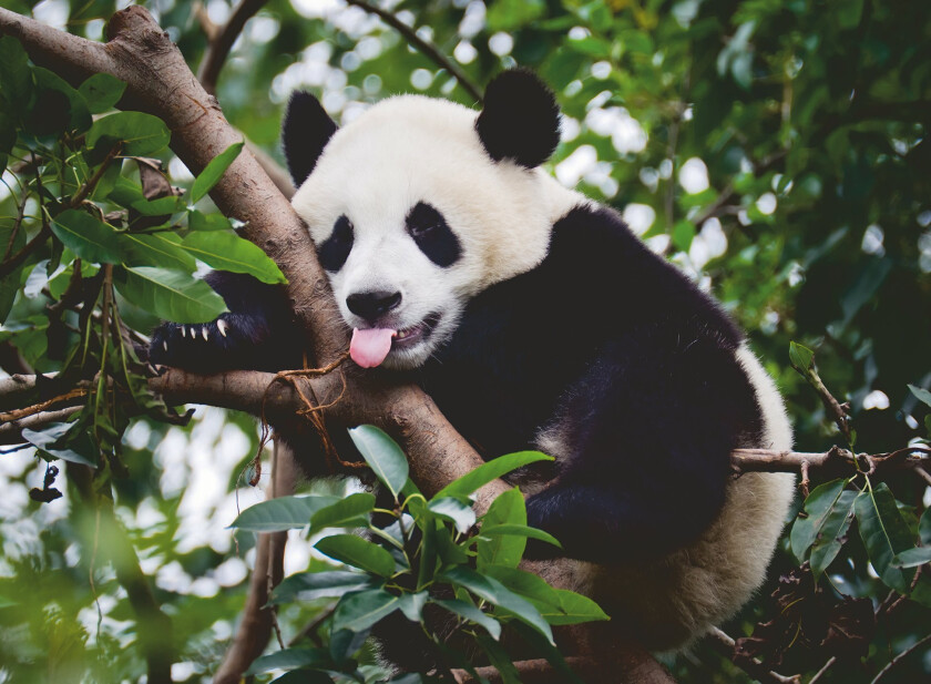 - Puzzle Panda Bear 500p (12000351)