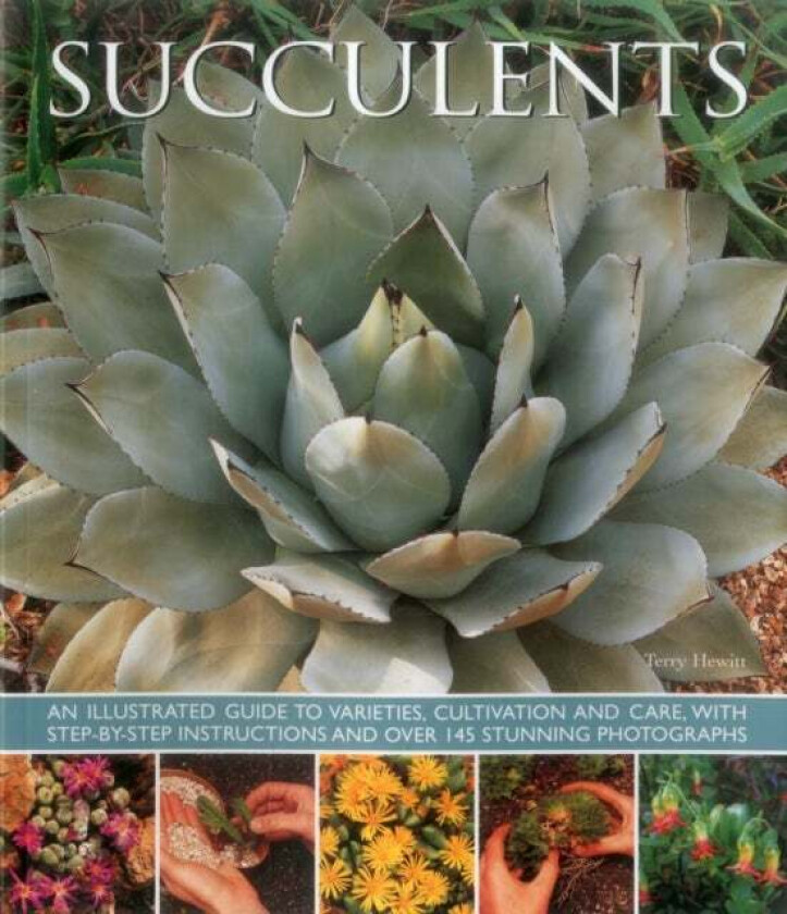 Succulents av Terry Hewitt