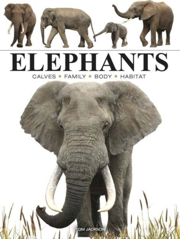 Elephants av Tom Jackson