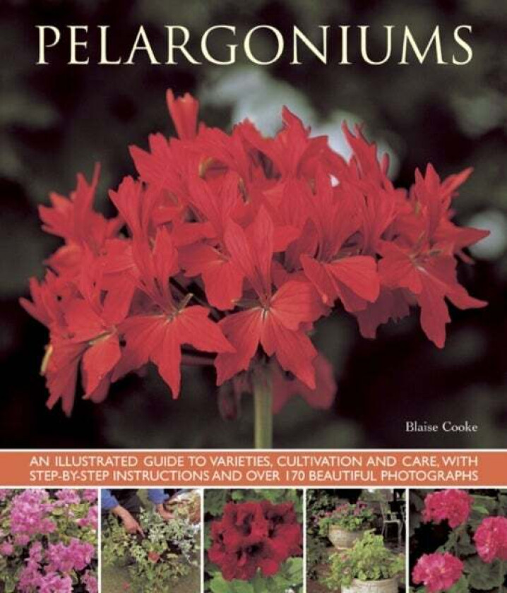 Pelargoniums av Blaise Cooke
