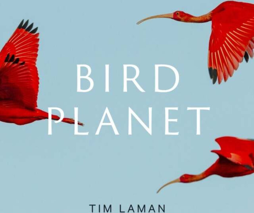 Bird Planet av Tim Laman