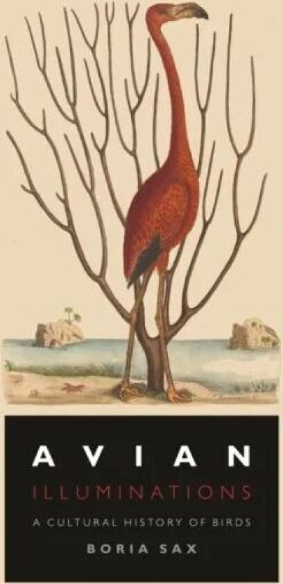 Avian Illuminations av Boria Sax