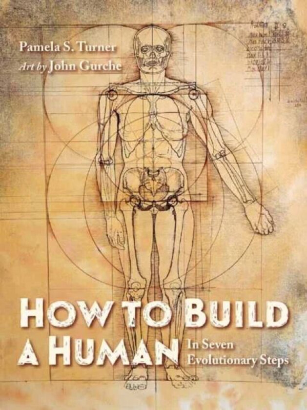 How to Build a Human av Pamela S. Turner, John Gurche