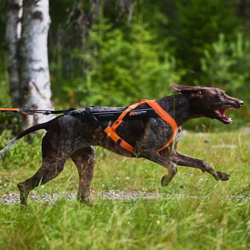Non-Stop Dogwear Freemotion 5.0 Drasele Oransje & Svart (5)