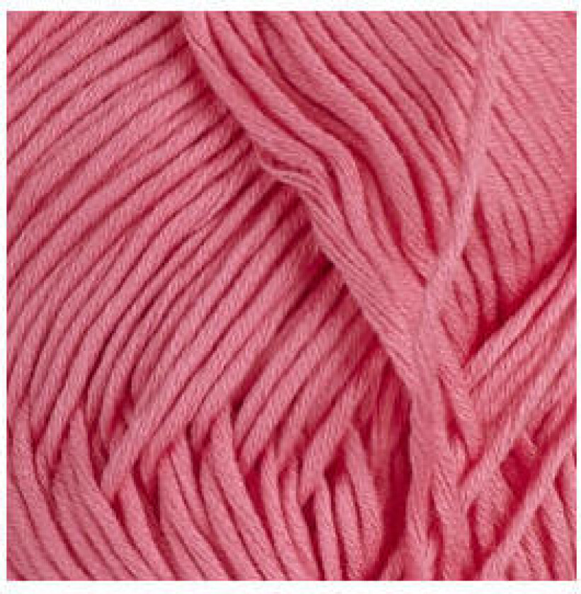 Petunia 248 Cerise