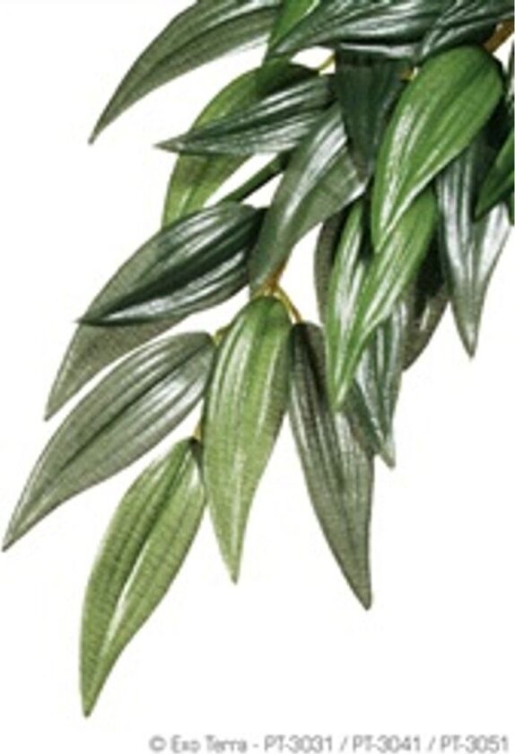 Bilde av Exo terra Ruscus
