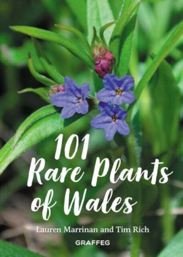 101 Rare Plants of Wales av Tim Rich, Lauren Marrinan