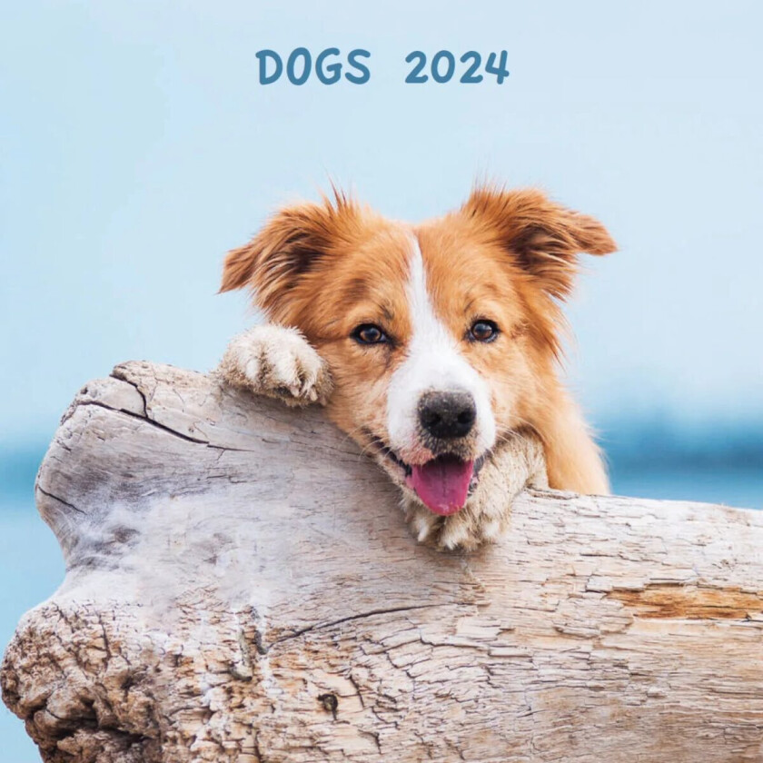 Kalender 2024 Dogs 18x18cm