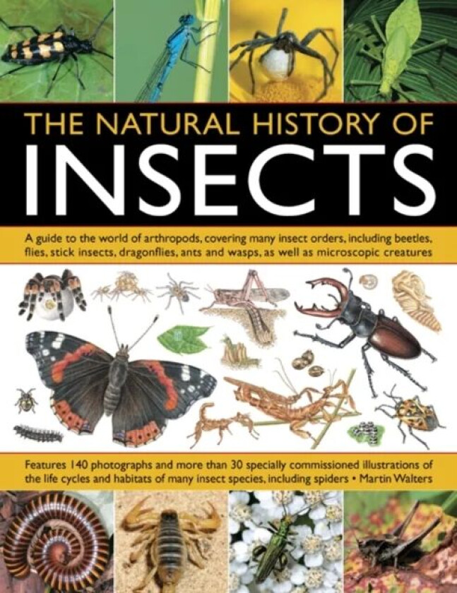 Natural History of Insects av Martin Walters