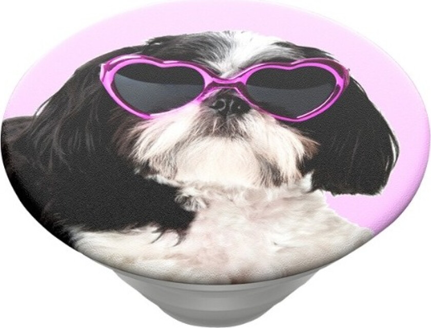 Poptop Sassy Shih tzu