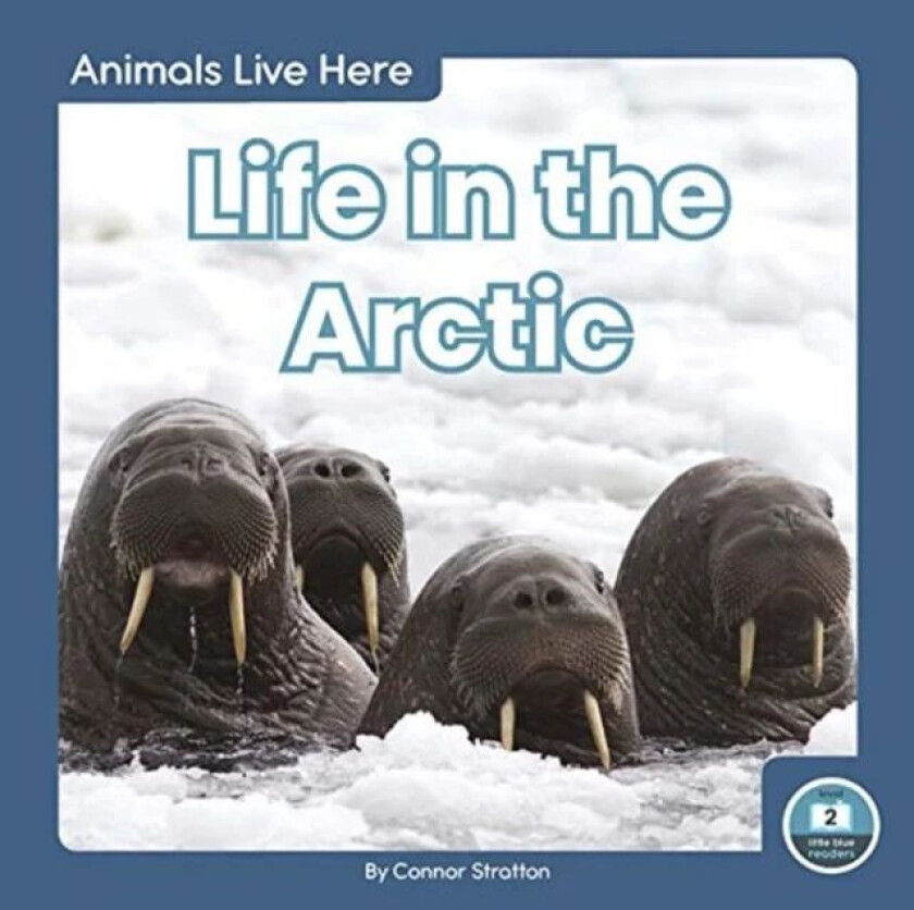 Animals Live Here: Life in the Arctic av Connor Stratton