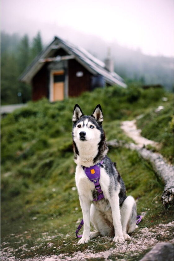Northern Lights Hundesele Lila (L)