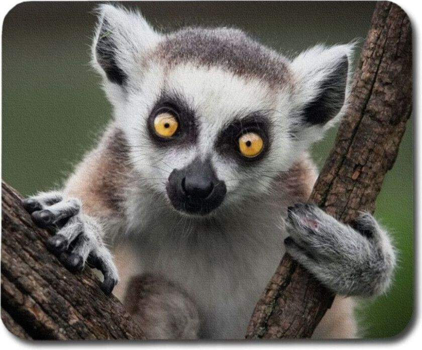 Lemur Musematte
