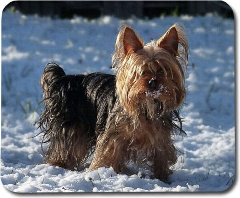 Yorkshireterrier Musematte