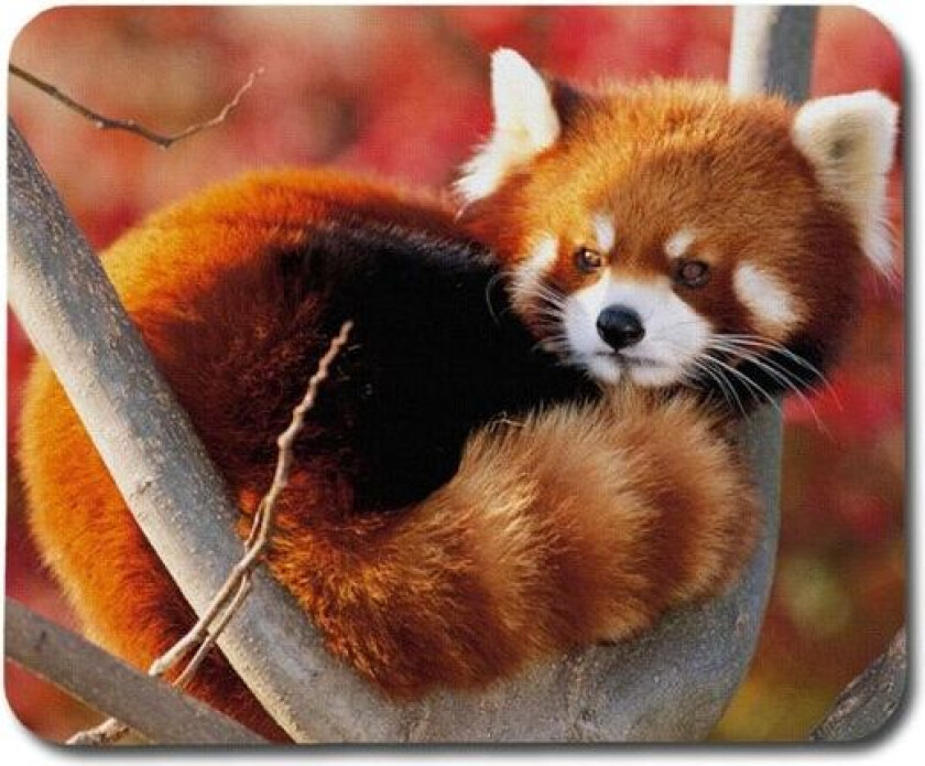 Röd Panda Cub Musematte