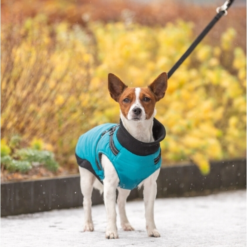 Pontis Harness Coat, S: 36 Cm, Aqua