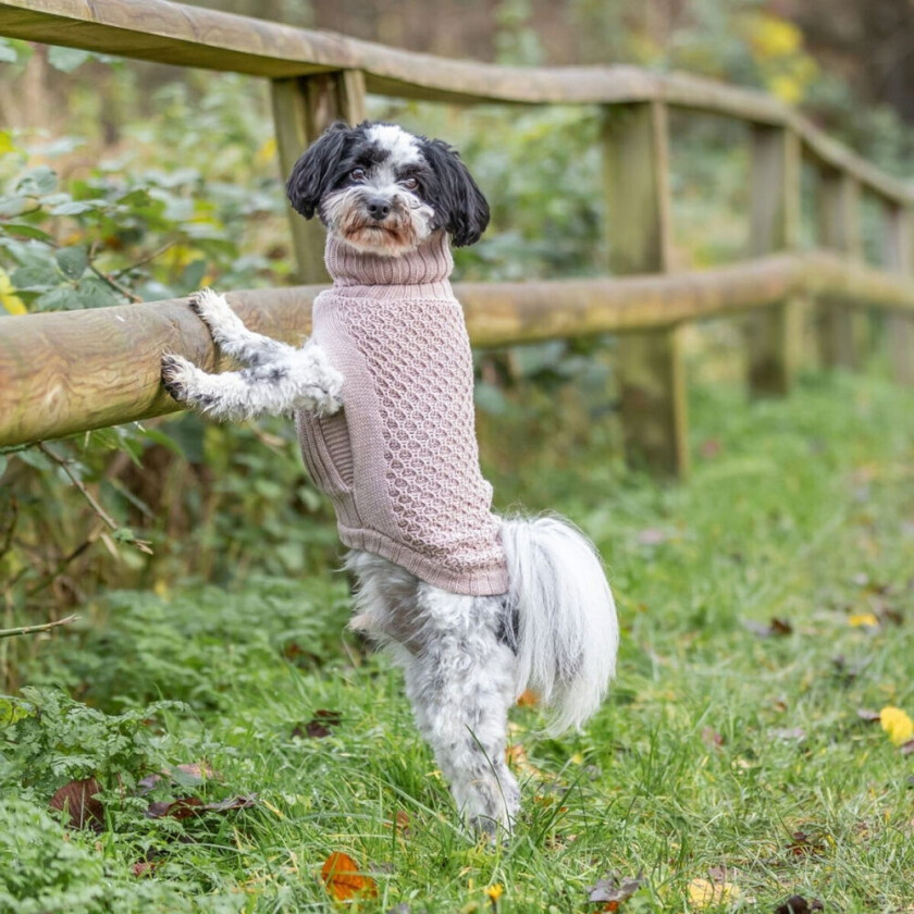 Norwood Hundegenser med Krage Beige (21 cm)