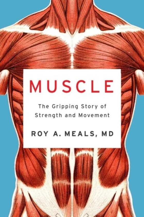 Muscle av Roy A. (UCLA) Meals