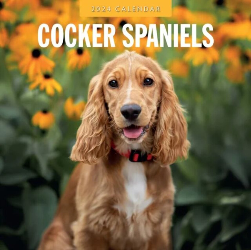 Cocker Spaniels 2024 Square Wall Calendar av Red Robin Publishing Ltd.