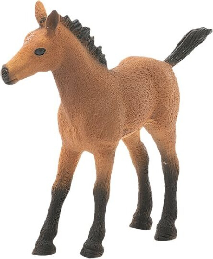 Hesteklubb - Quarter Føl